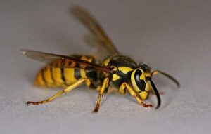 Yellowjacket Wasps are NOT Honey Bees!