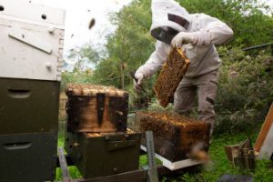 Honey Bee Kill in Australia…Almond Pollination