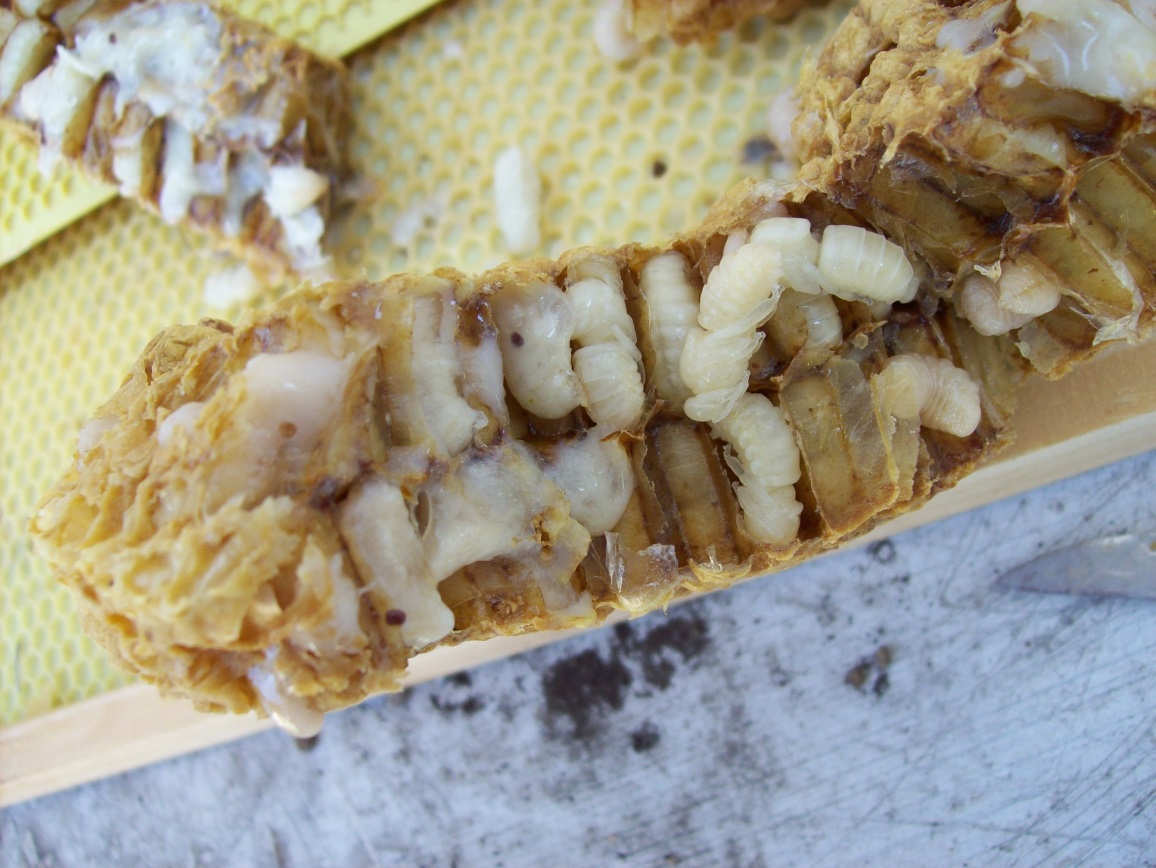 CATCH THE BUZZ – Scientists consider potential of honey bee brood as food source. “Honey bees and their products are appreciated throughout the world,” said researcher Annette Bruun Jensen.