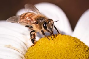Saving America’s Pollinators Act