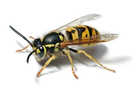 CATCH THE BUZZ – It’s a Yellow Jacket!!
