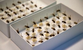 CATCH THE BUZZ- Recent Evolution of Western Honey Bee