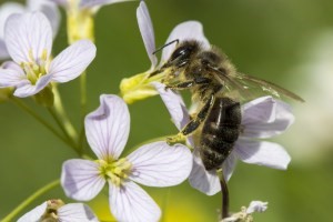 CATCH THE BUZZ – USDA Honey Bee Research Focus