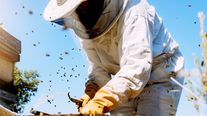 CATCH THE BUZZ- Get Paid to be a Beekeeper