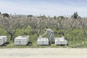 California Beekeeping 2023