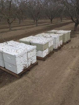 Hive Thefts Ahead of Almond Pollination