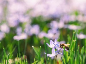 Honey Bees Faithful to Flowers