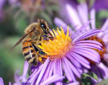 Honey Bees Could Help ID Dead Bodies