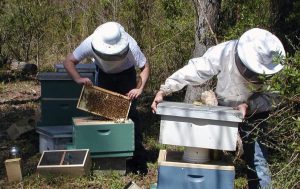NC State Aids Beekeepers