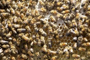 Beekeeping in North Carolina