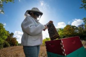 Texas A&M Teaching about Honey Bees