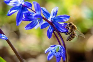 Pollinators Evade Plant Toxins