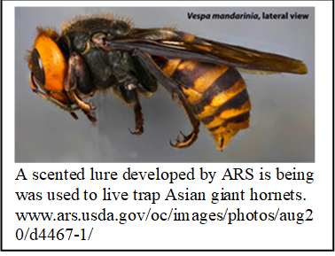 Lure Attracts Asian Giant Hornet