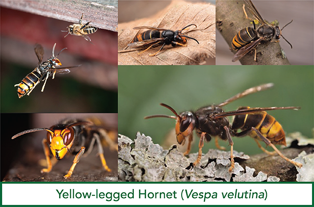 Yellow Legged Hornet